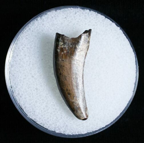 Dromaeosaur (Raptor) Tooth - Montana #6950
